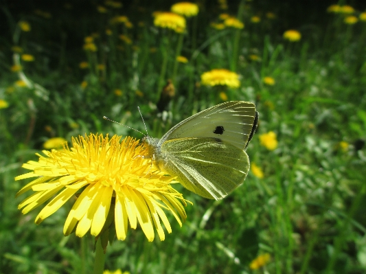 Photo Nature herbe aile usine