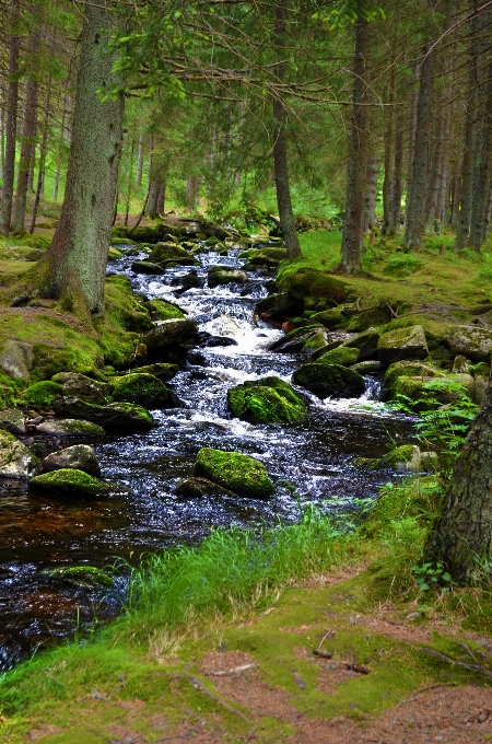 Paesaggio albero acqua natura