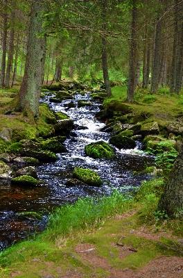 Landscape tree water nature Photo