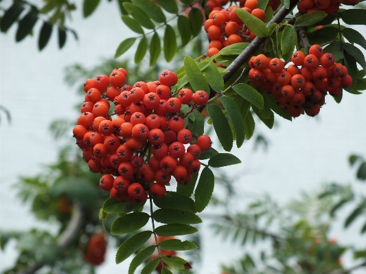 Tree branch plant fruit Photo