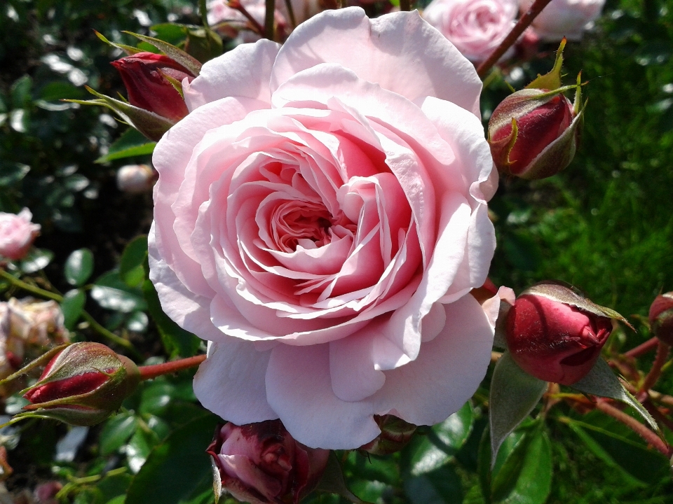 Natura pianta fiore petalo