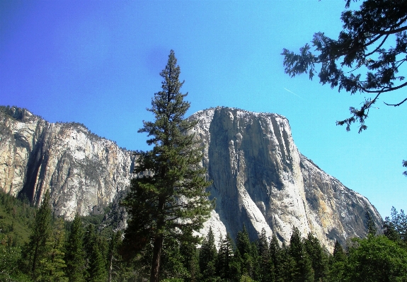 Landscape tree forest rock Photo