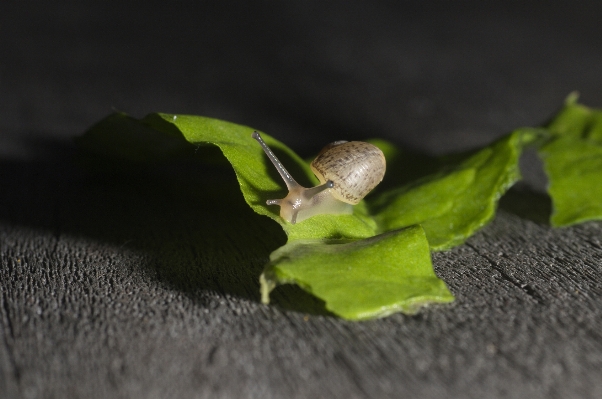 Nature wood leaf flower Photo