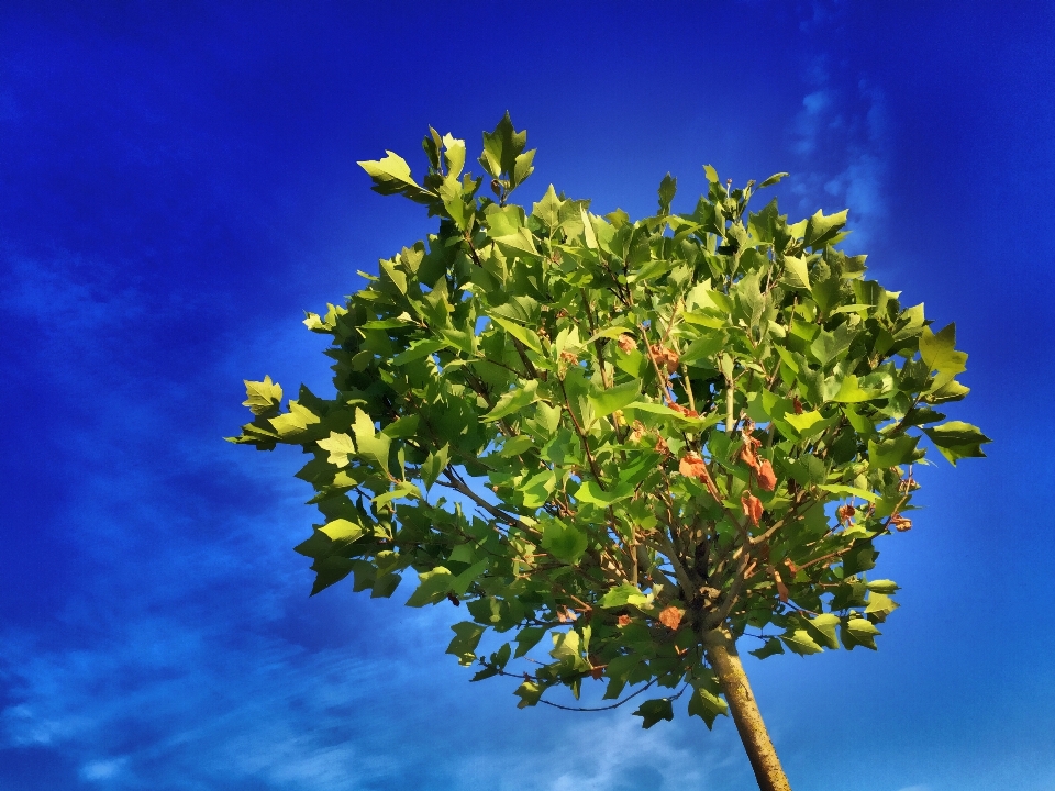 Tree nature branch blossom