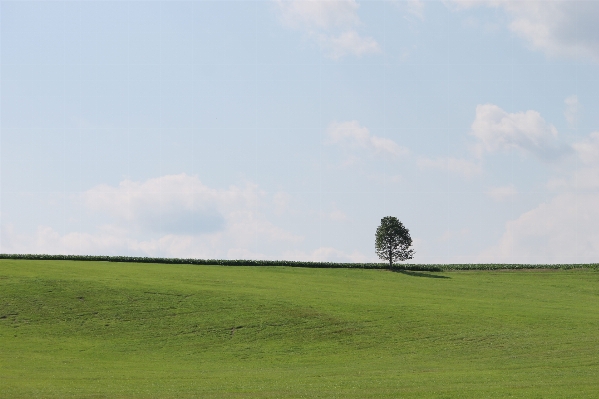 Landscape tree nature grass Photo