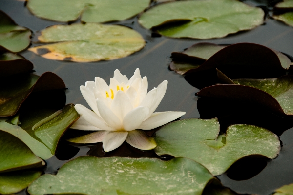 Water nature blossom plant Photo