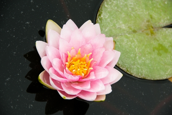 Water nature blossom plant Photo