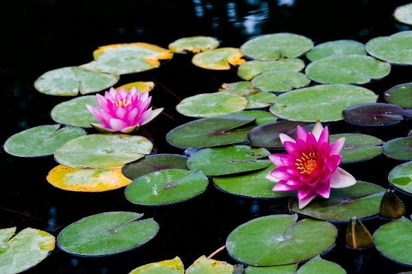 Water nature blossom plant Photo