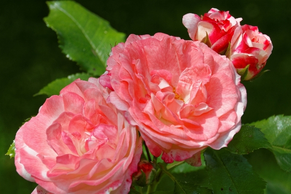 花 植物 花弁 咲く 写真