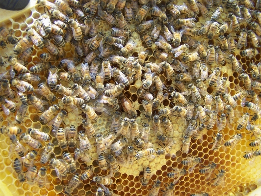 Nature honey pattern pollen Photo