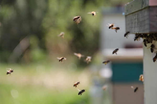 Nature leaf flower fly Photo