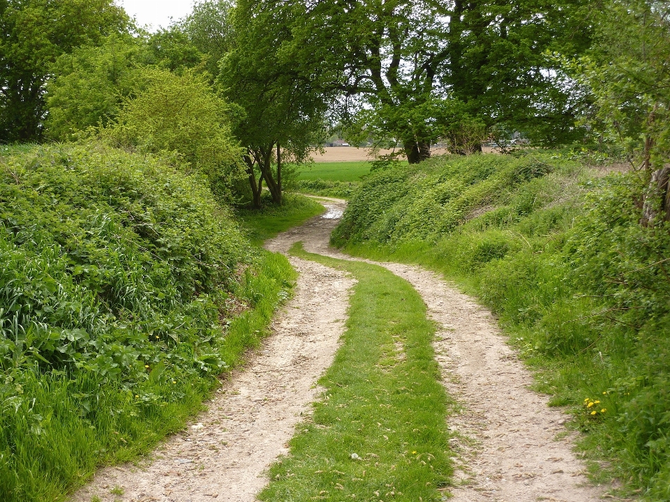 Tree grass plant trail