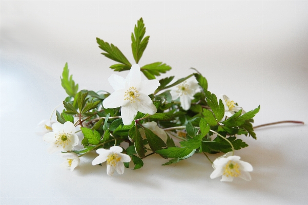 Blossom plant leaf flower Photo