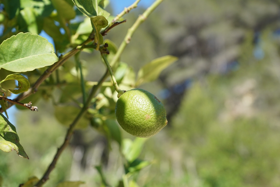 Apple 木 ブランチ 植物