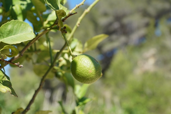 Foto Apple albero ramo pianta