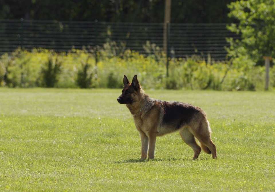 Chien debout animal de compagnie mammifère