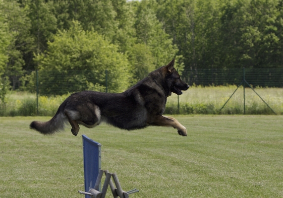 Hund springen säugetier deutscher schäferhund
 Foto