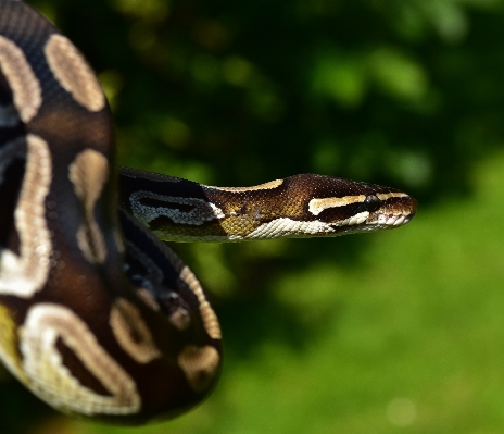 Foto All'aperto animali selvatici marrone rettile