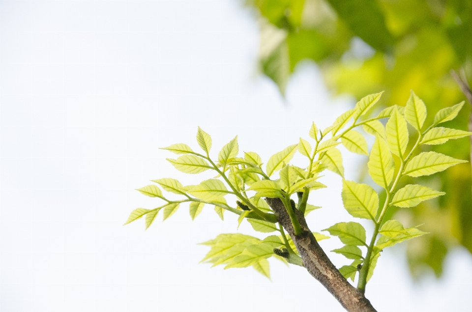 Tree branch plant sunlight