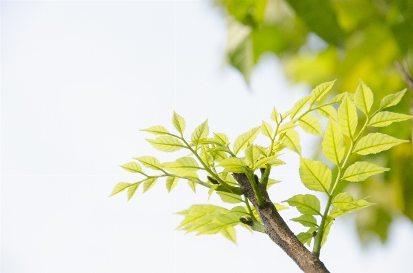 Tree branch plant sunlight Photo