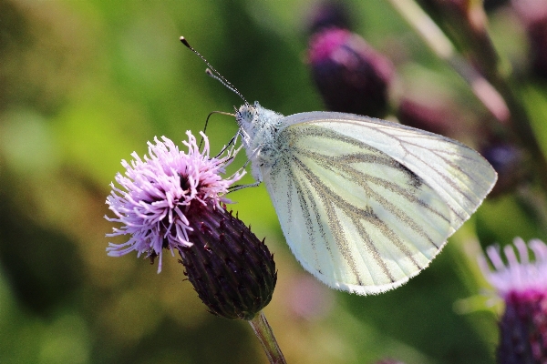 Photo Nature fleurir usine la photographie