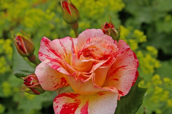 Blossom plant sweet flower Photo