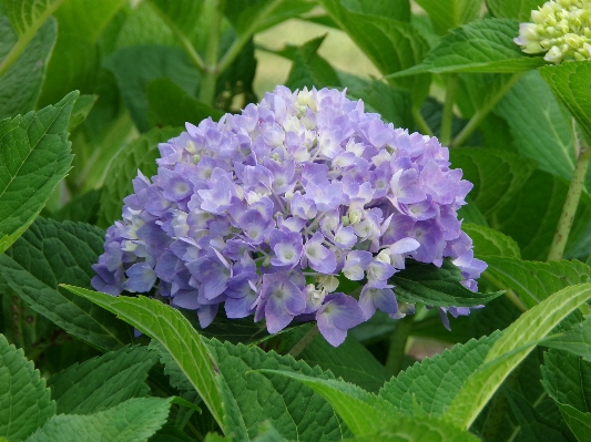 Nature outdoor blossom growth Photo