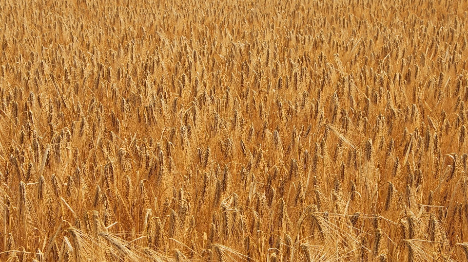 Plant field barley wheat