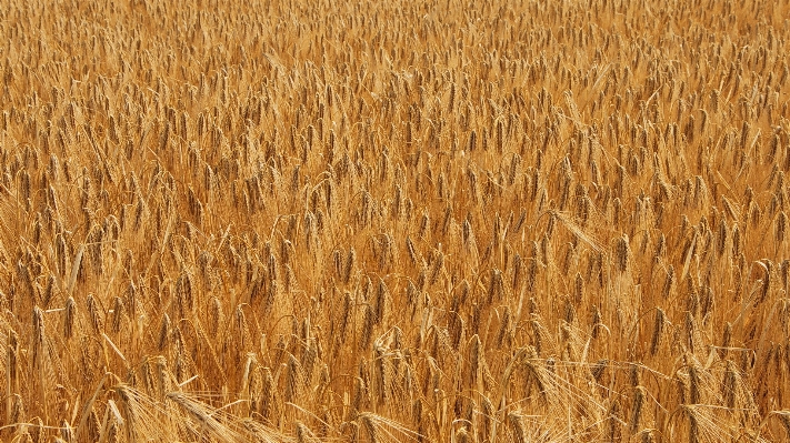 Plant field barley wheat Photo