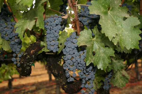 Plant grape vineyard wine Photo