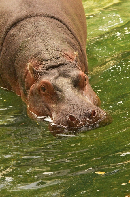 Woda dzikiej przyrody ogród zoologiczny ssak