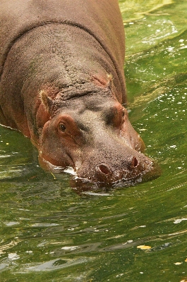 Foto Acqua animali selvatici zoo mammifero