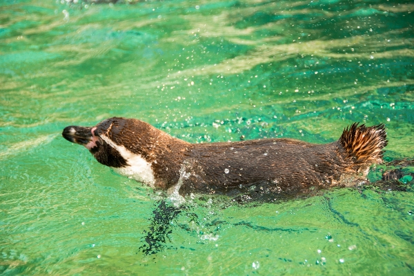 Sea water bird sweet Photo