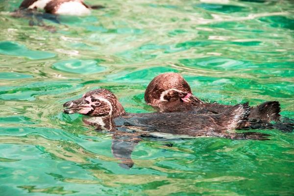 Foto Acqua uccello dolce animale