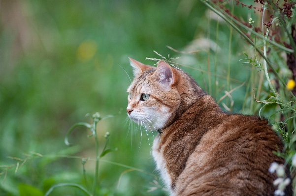 Foto Erba animale animali selvatici domestico