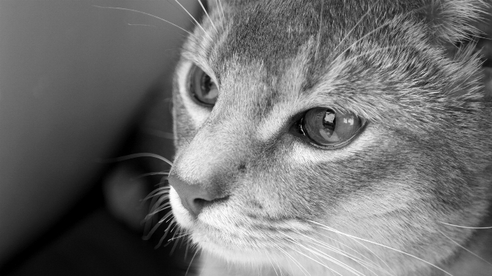 Schwarz und weiß
 weiss fotografie katze Foto