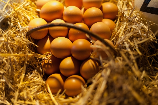 Food autumn holiday agriculture Photo