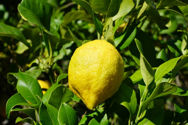 Foto Pohon tanaman buah bunga