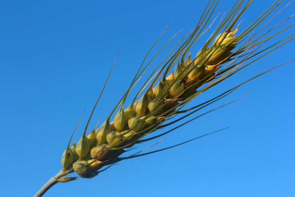 Plant sky field barley