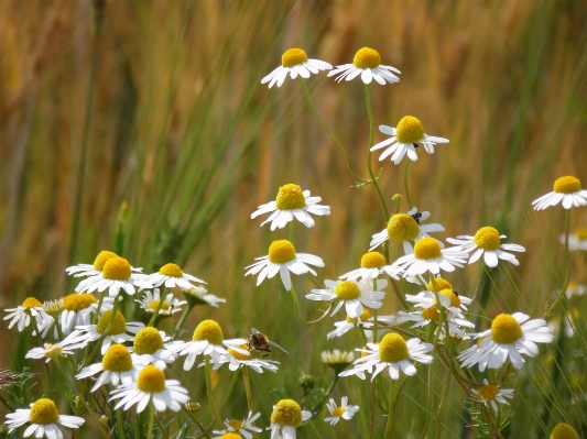 Nature grass plant field Photo