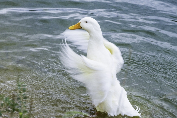 Water nature bird wing Photo