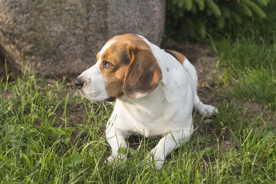 Nature herbe chiot chien