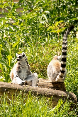 Foto Alam rumput cabang hitam dan putih
