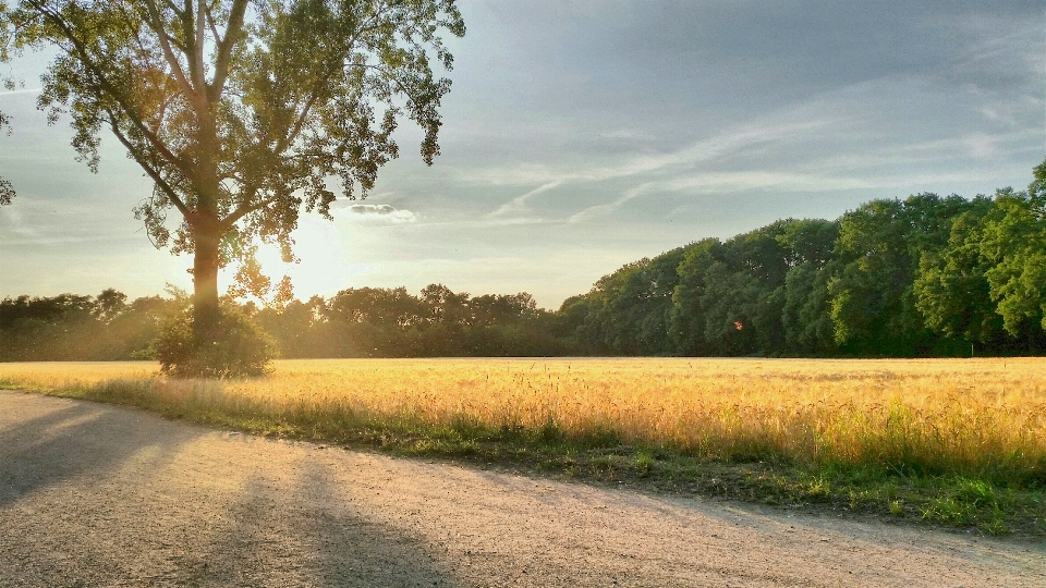 Paesaggio albero natura erba