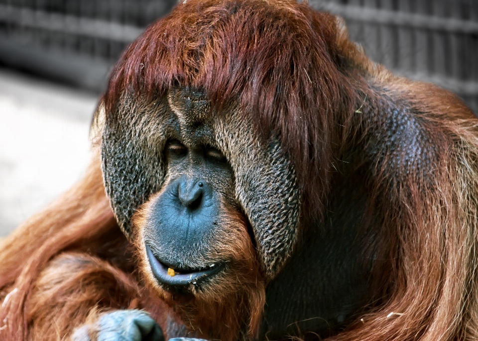 Haar tier tierwelt zoo