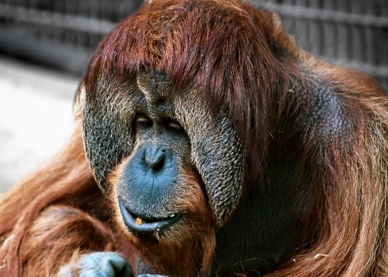 Hair animal wildlife zoo Photo