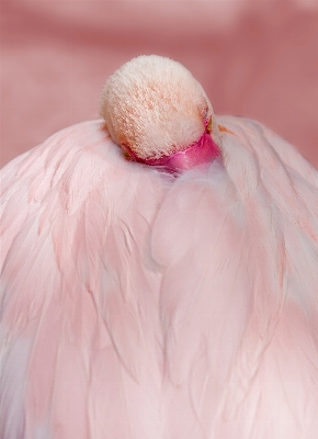 Water nature bird wing Photo