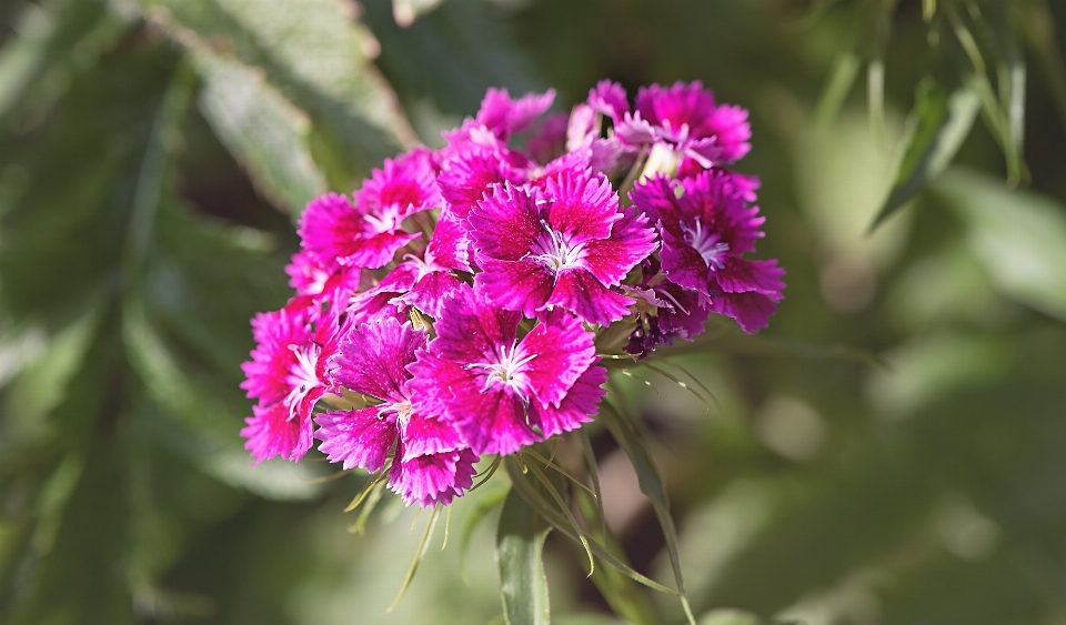 Nature fleurir usine fleur