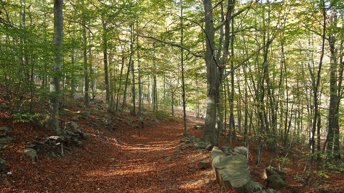 Landscape tree nature forest Photo