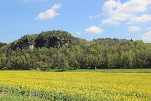 Landscape rock plant field Photo